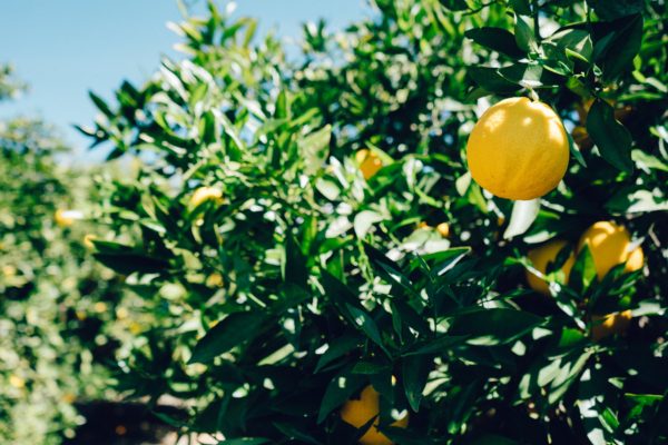 tree-lemon-fruit